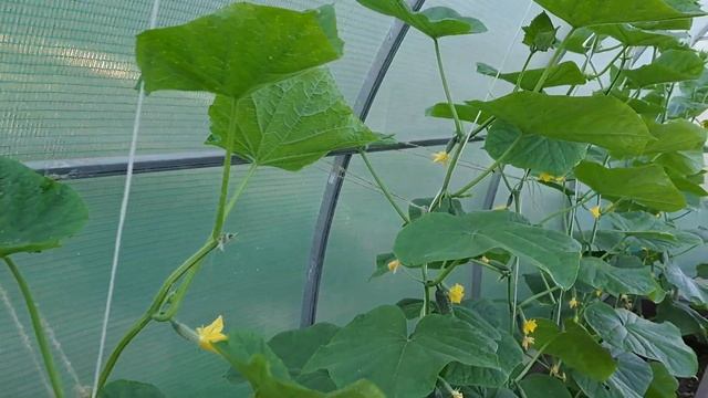 Мой огород в июне. Троица. Обзор.  23 июня 2024 г.