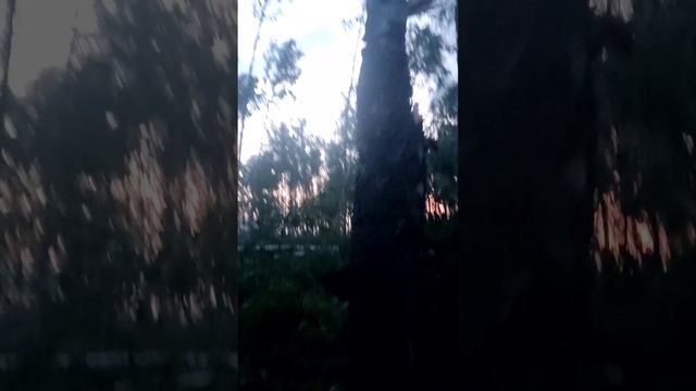 последствия урагана в Некрасовском #андрейродионов #уроган #некрасовское