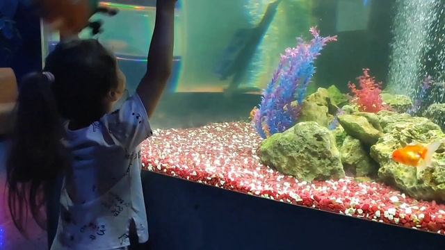 На день рождения внучки идём в океанариум. Наблюдаем за акулами и разноцветными рыбками. смотреть онлайн