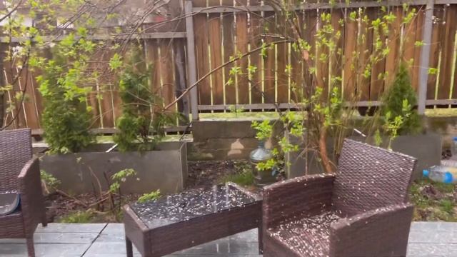 31.3.25 Весенние дела Деревья цветут во дворе Сколько ден