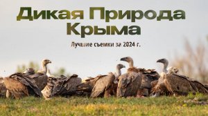 Дикая Природа Крыма. Лучшие съемки за 2024 год.