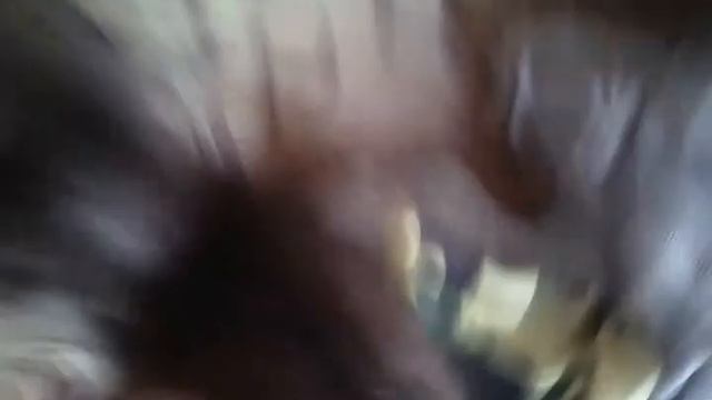 Принёс домой чужого кота реакция моего кота смотреть онлайн