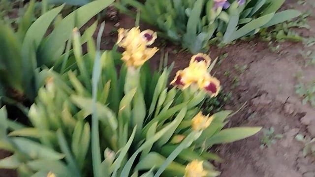 Самые красивые, ранние цветы !