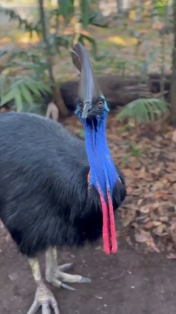 Южный казуар смотреть онлайн