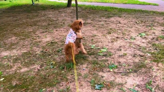 Собачий вальс! Танцуют Джесси и Красавчик! смотреть онлайн