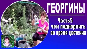 Чем подкормить георгины для пышного цветения