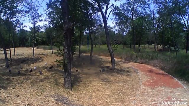 Мариуполь ⚓ розы, полевые цветы 🌹🌾🪻 смотреть онлайн