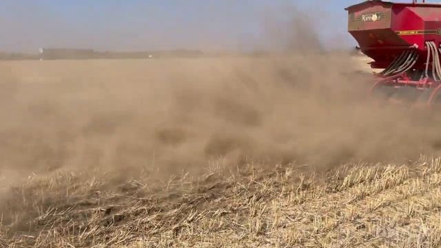 Подсолнечник убран, озимый рапс ждет дождя .