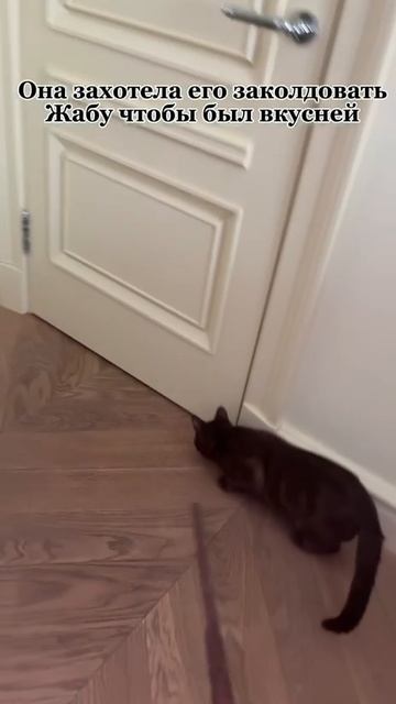 Сказка про кота и ведьму смотреть онлайн
