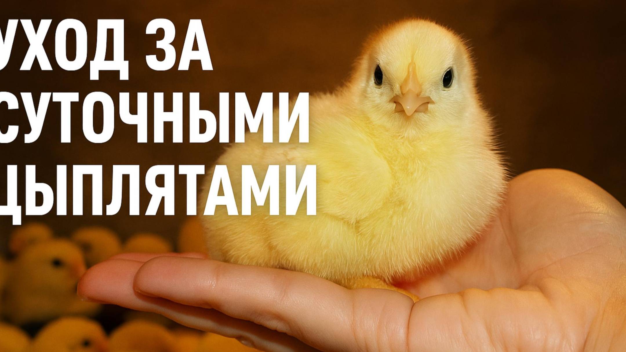 Правильный уход за суточными цыплятами