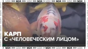Карп с «человеческим лицом» стал звездой интернета в Великобритании - Москва 24