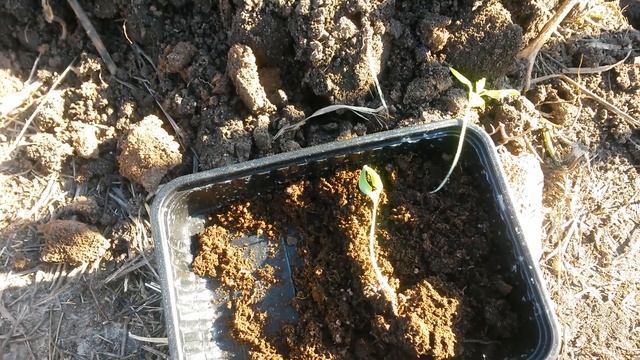 Вот две рассады помидора которую я буду высаживать Вт?
