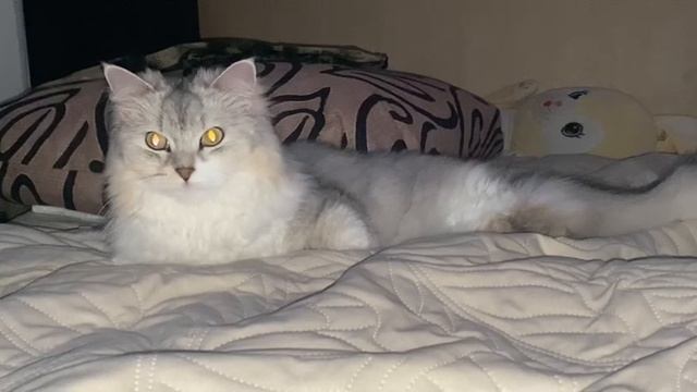 Сибирский пушистик