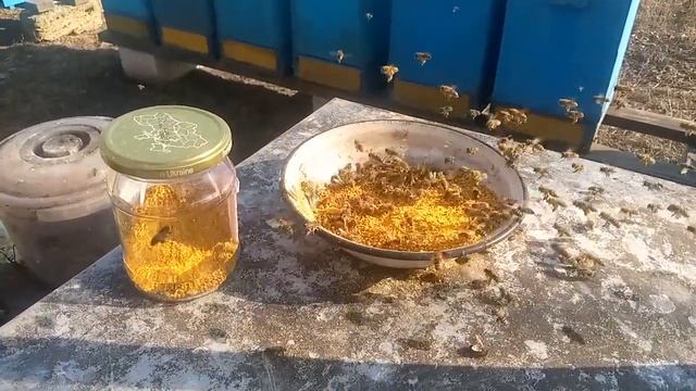 Пыльца как подкормка весной: How Spring Pollen Feeds Bees смотреть онлайн