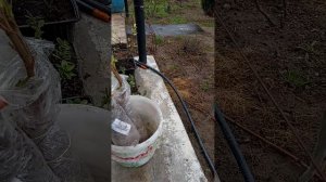 Саженцы с сайта плодопитомник сад. бу