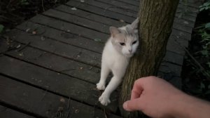 Лиса-Алиса. Пушистая гостья пришла знакомиться с лисами