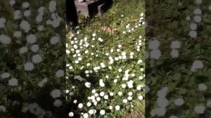 Вход в  Гурзуфский санаторий 2017 год, март месяц!