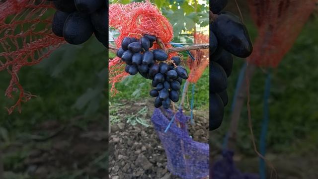 Подарок Несветая и Ромбик 15 августа 2024 г.