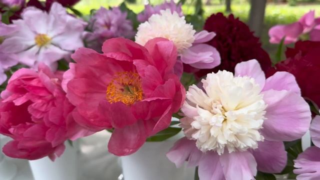 lll Выставка пионов в г.Воронеж, 31 мая-1 июня 2025 смотреть онлайн