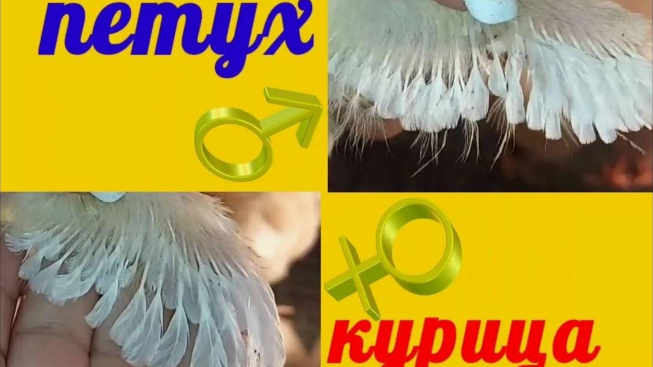 Новый метод. Как отличить петуха от курочки