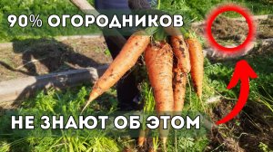 Как правильно использовать мульчу на своем огороде