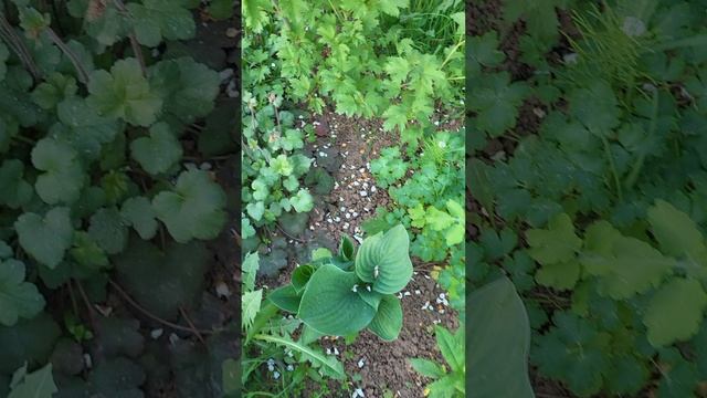 Обзор клумбы/обзор сада смотреть онлайн