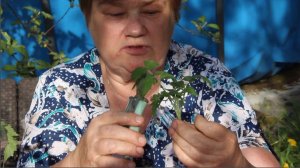 Это лучшее, что можно сделать с переросшими томатами. Главное сделать это правильно.