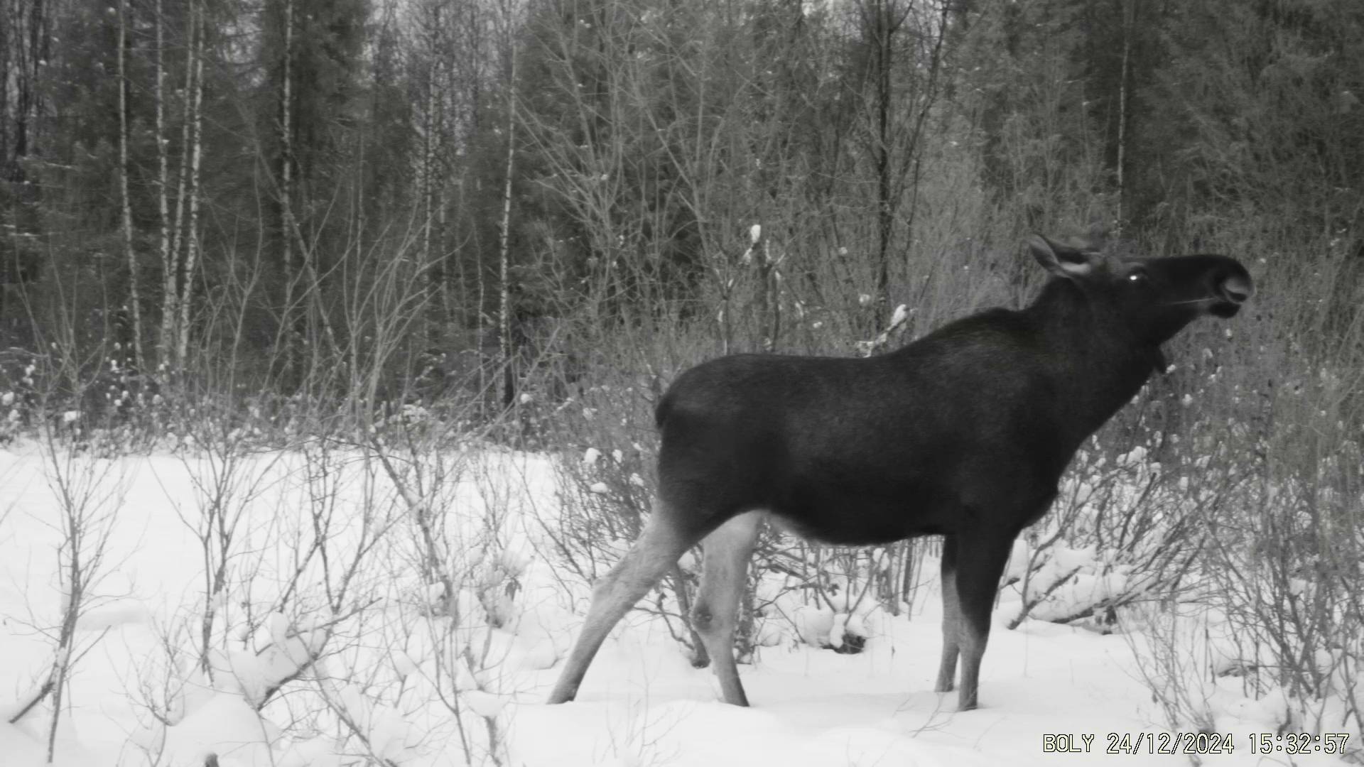 Фотоловушки на лесной полянке. Ноябрь-декабрь 2024. смотреть онлайн