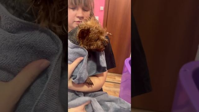 Свой грумер #shorts