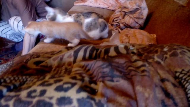 привезли котят жить на дачу смотреть онлайн