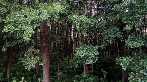 Прекрасное пение птиц