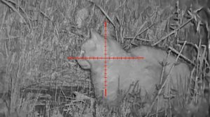 NV076-940-25 Taipan 6.mp4