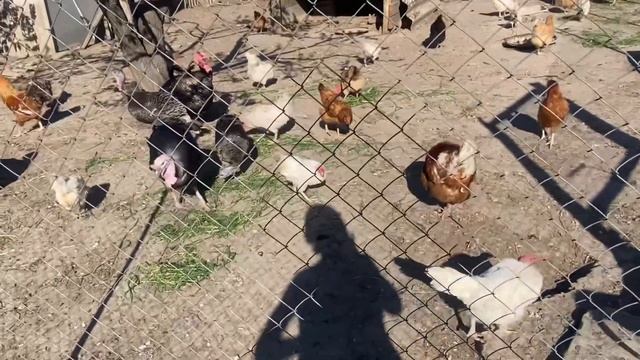 Муж напек пасок.😄 На огороде. Сынок приехал.😊