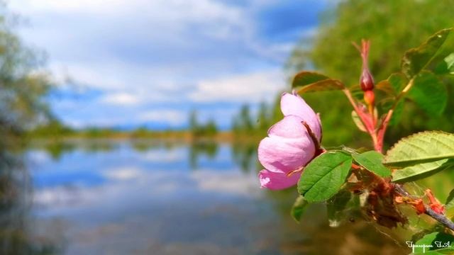 Звёздное лето. Оркестр Каравелли
из цикла Времена года смотреть онлайн