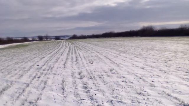 4 Грудня Поле оз.пшениці