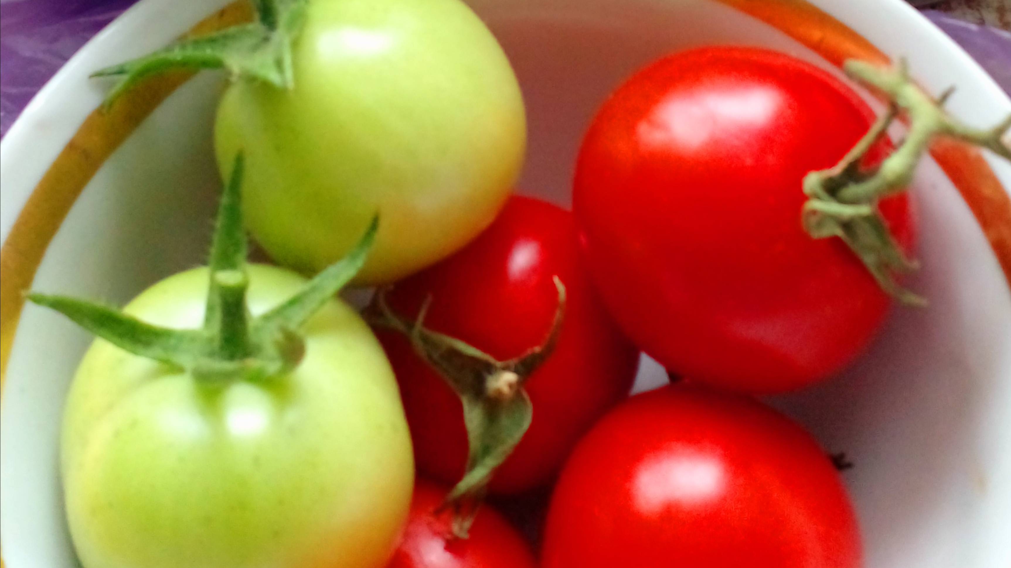 Домашние помидоры. Помидоры на подоконнике. Урожай помидор. Круглый год. Выращивание помидор на окне смотреть онлайн