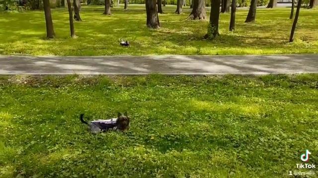 Йорки, Силки, Измайлово Москва.