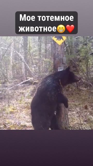 мое тотемное животное)) смотреть онлайн