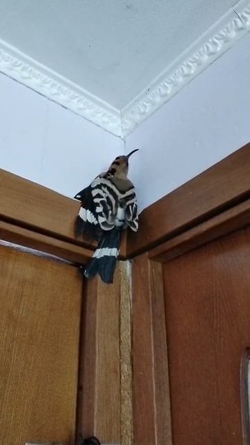 Удод в домашних условиях смотреть онлайн