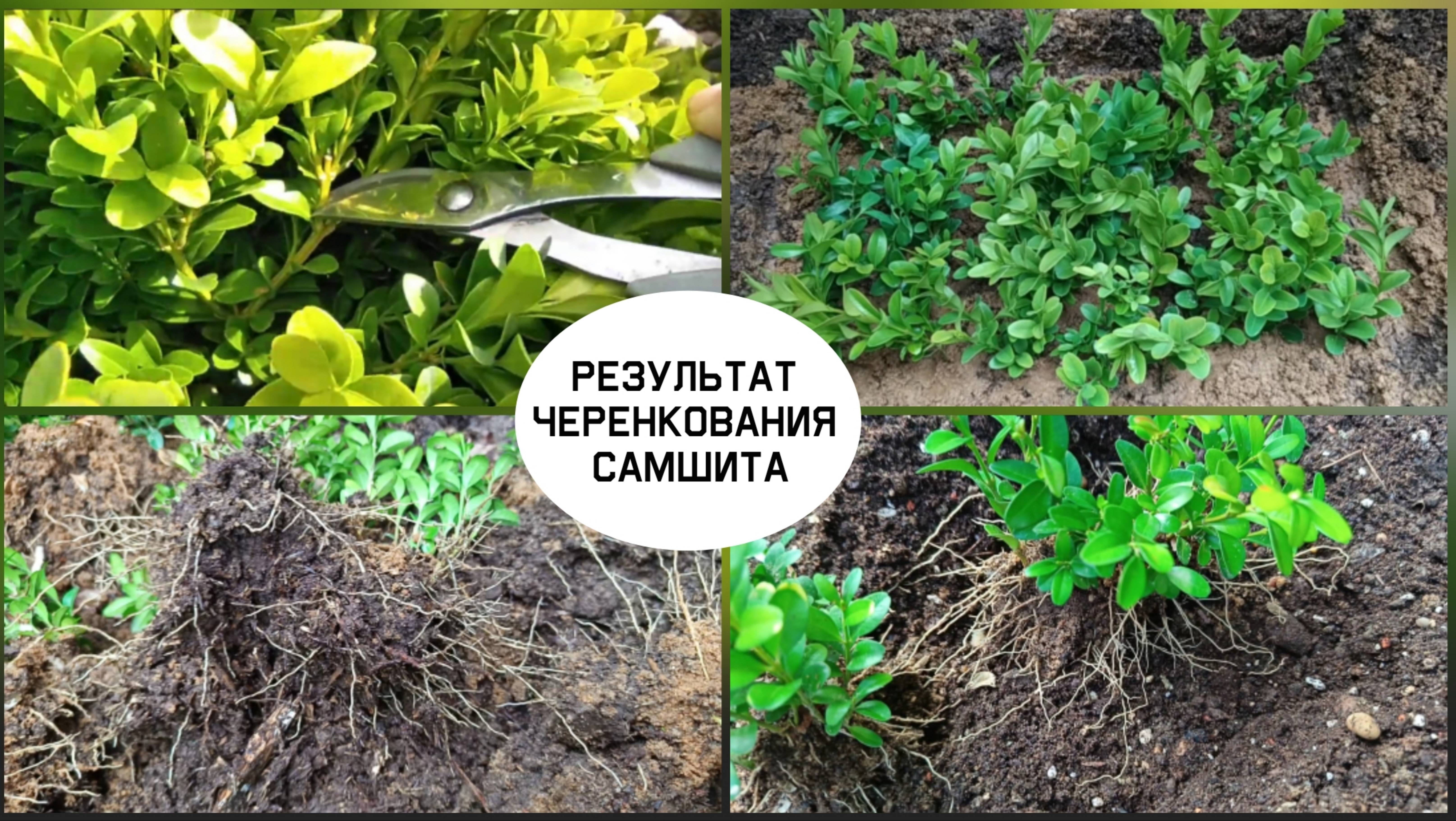 Результат черенкования самшита. смотреть онлайн