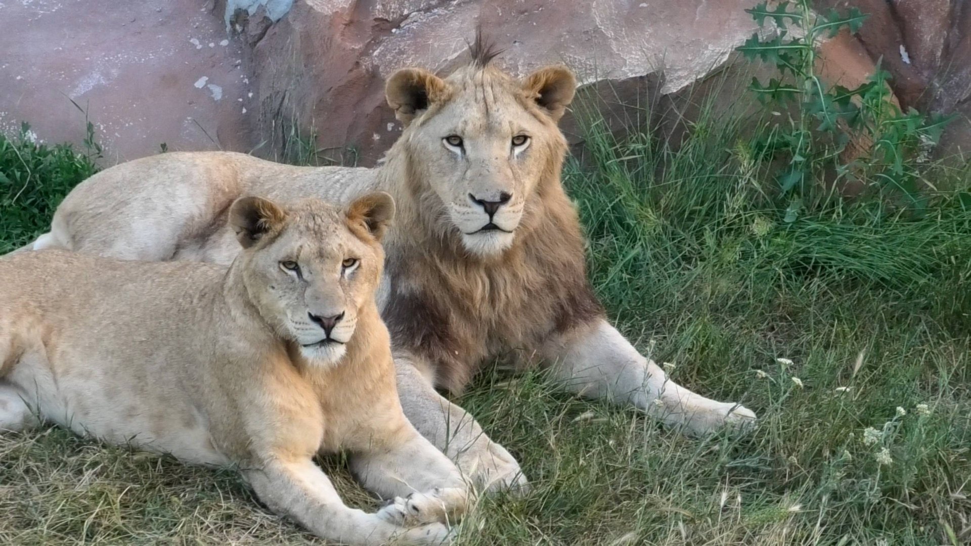Глаза прикрыты, но ЛАПЫ КОЛЕСОМ выдают! Эти львы уже не маленькие котята, вожак отдыхает на Скале! смотреть онлайн