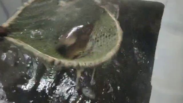 WhatsApp Video 2025-06-11 at 04.23.49 смотреть онлайн