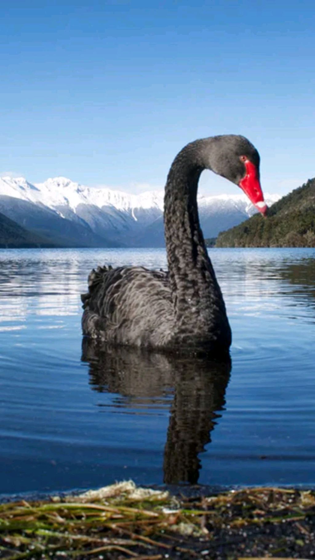 Кот манул отжигает смотреть онлайн