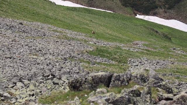 Учет медведя Умпырьская долина 2025 смотреть онлайн