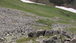 Учет медведя Умпырьская долина 2025