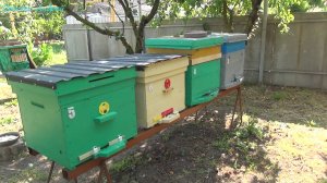 Ловушки для пчел есть ли смысл ставить