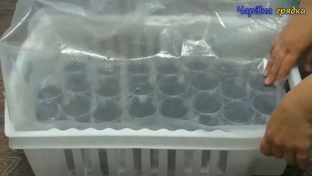 Міцна розсада огірків без теплиці! Мій досвід покроко?