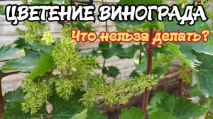 ЦВЕТЕНИЕ ВИНОГРАДА. Что можно делать, а что нельзя.
