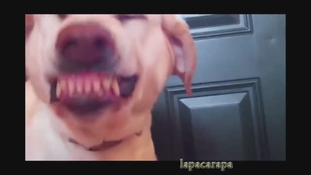 Самые смешные собаки Лабрадоры - лабрадоры приколы