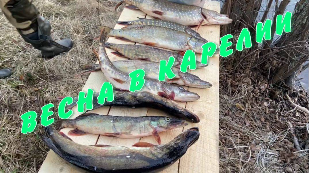 Рыбалка в Карелии. Отдых и путешествие. Весенняя рыбалка смотреть онлайн